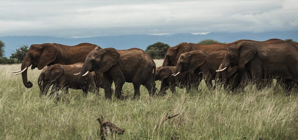 Tarangire National Park