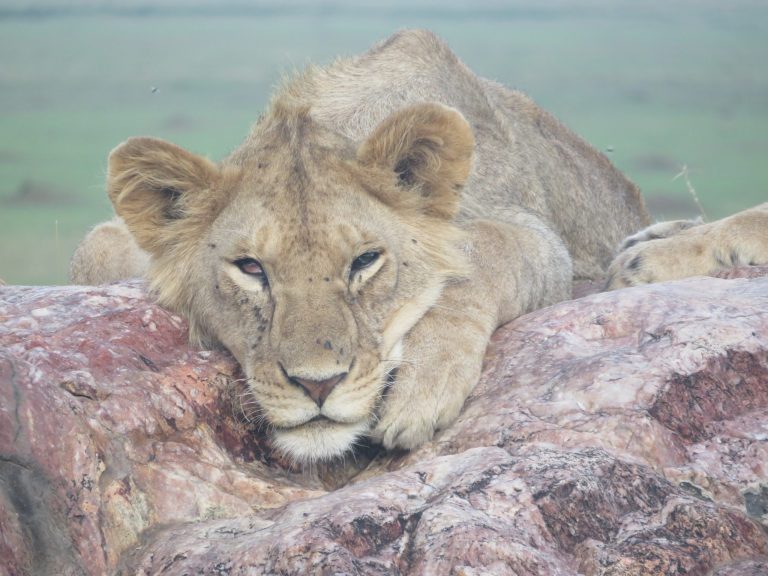 Explore Tanzania