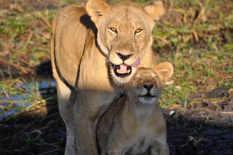 7-Day Budget Safari Tanzania