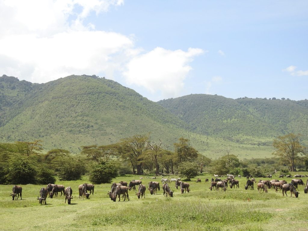 unforgettable 10-day Tanzania safari