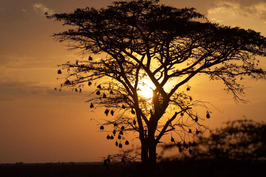 sunset-tree