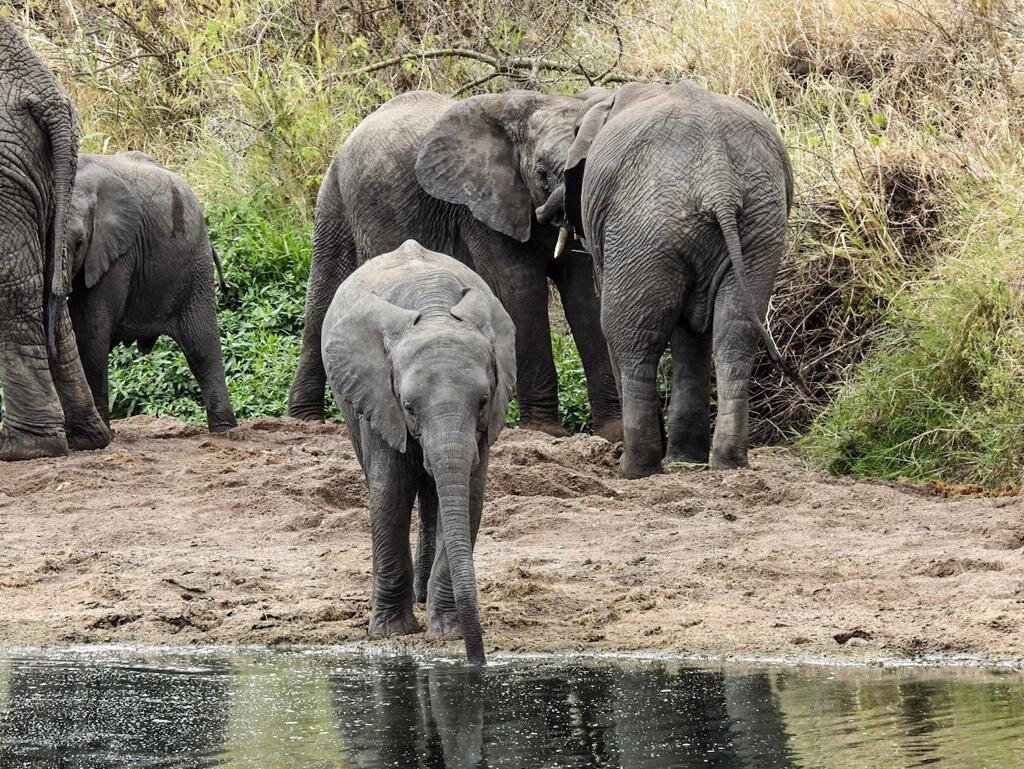 Elephants