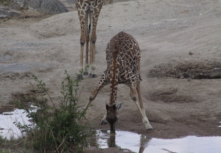 Giraffe Drinking Water