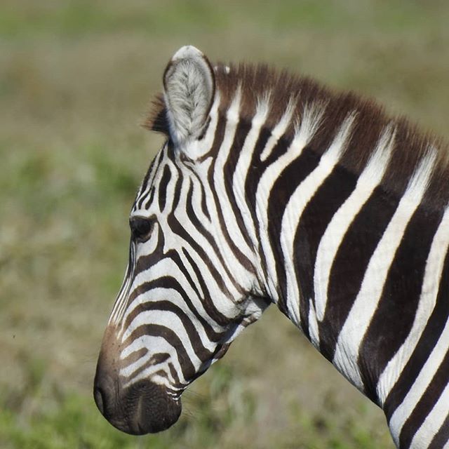 Zebra