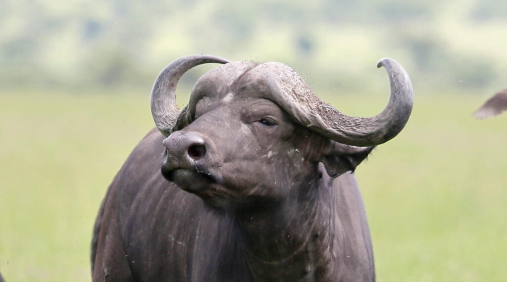 Buffalo