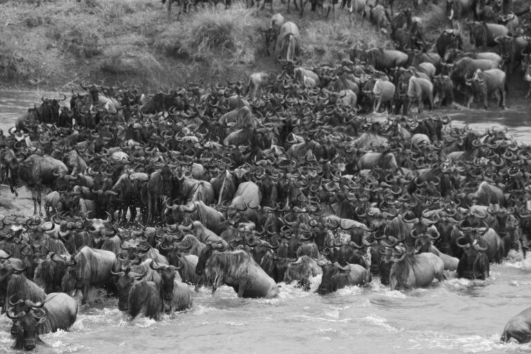 Kenya safari experience