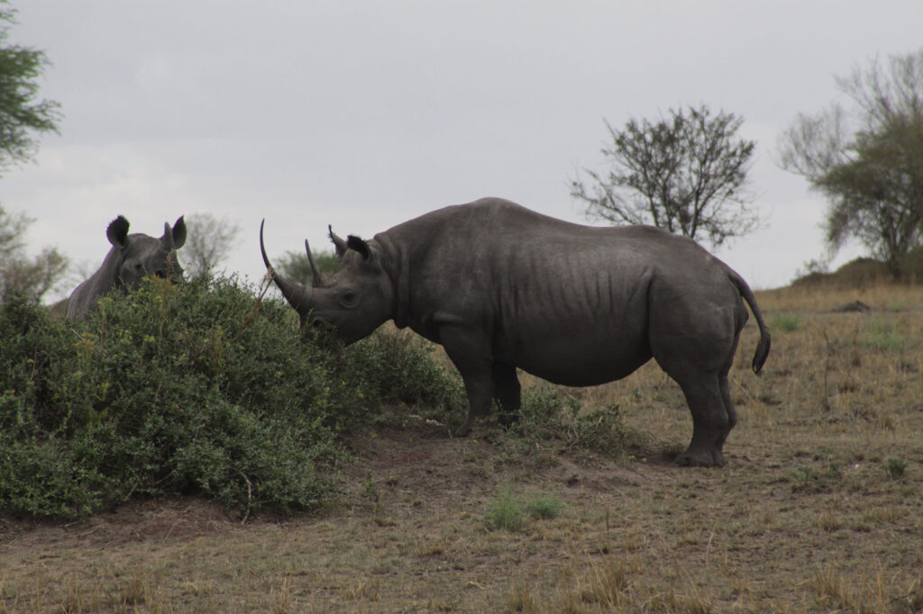 Africa Safari Adventure