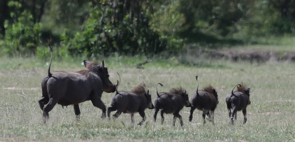 Tanzania safari